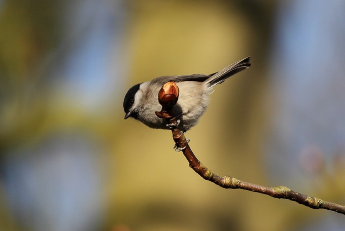 Marsh Tit