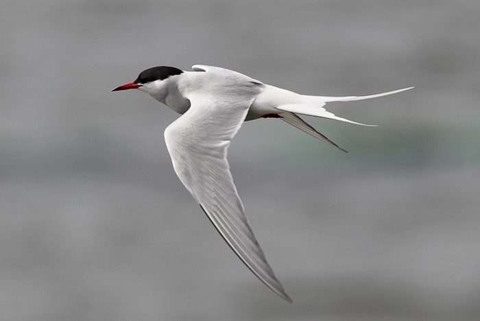 Arctic Tern