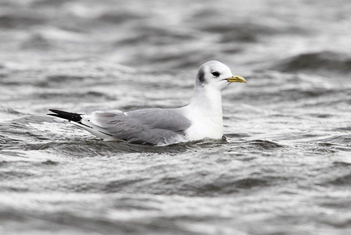 Kittiwake