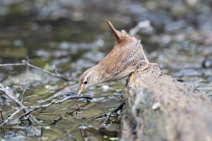 Wren
