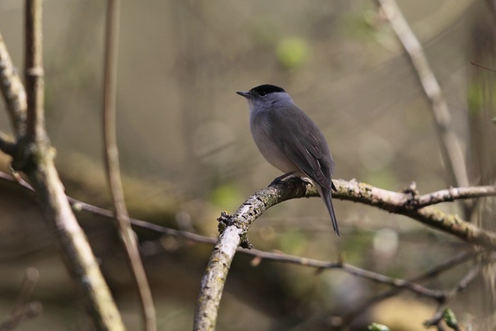 Blackcap