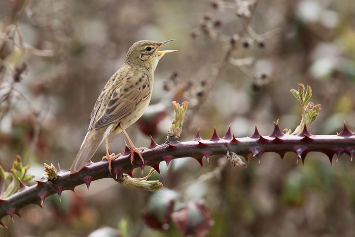 Grasshopper Warbler