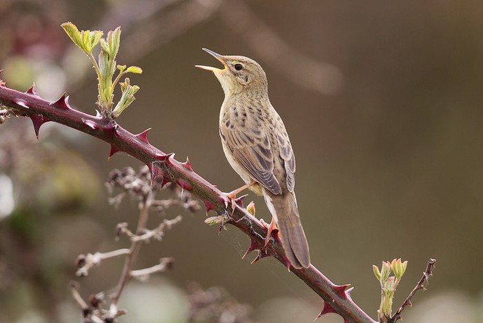 Grasshopper Warbler