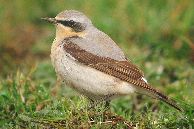 Wheatear