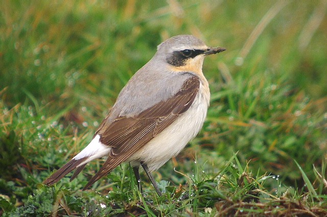 Wheatear