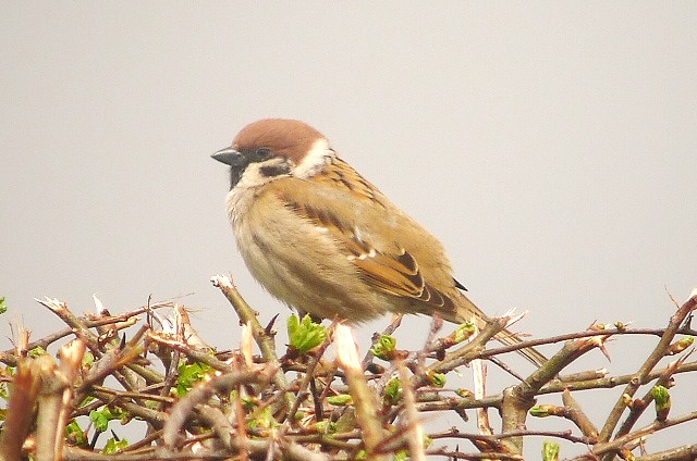 Tree Sparrow