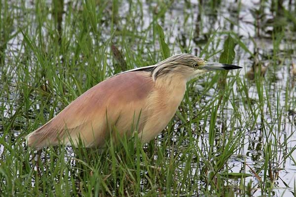 Squacco Heron