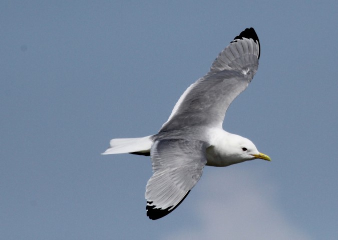 Kittiwake