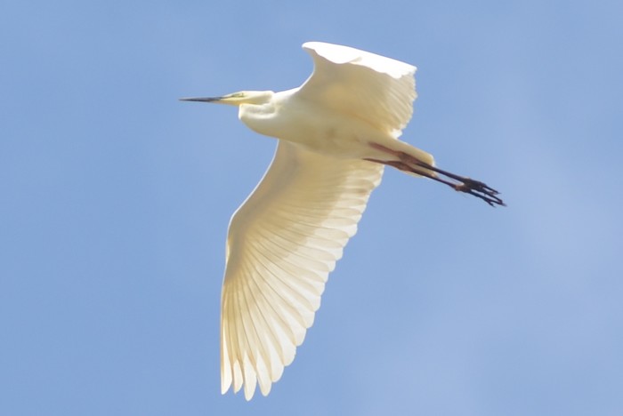 Great White Egret