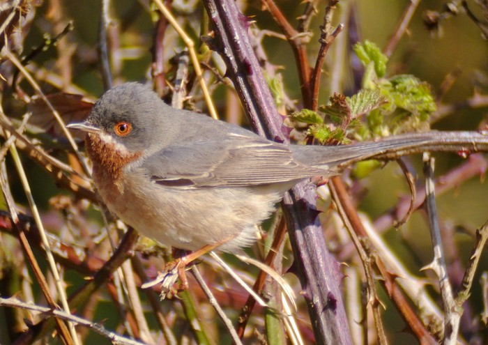 Eastern Subalpine Warbler