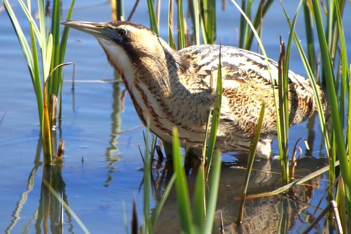 Bittern