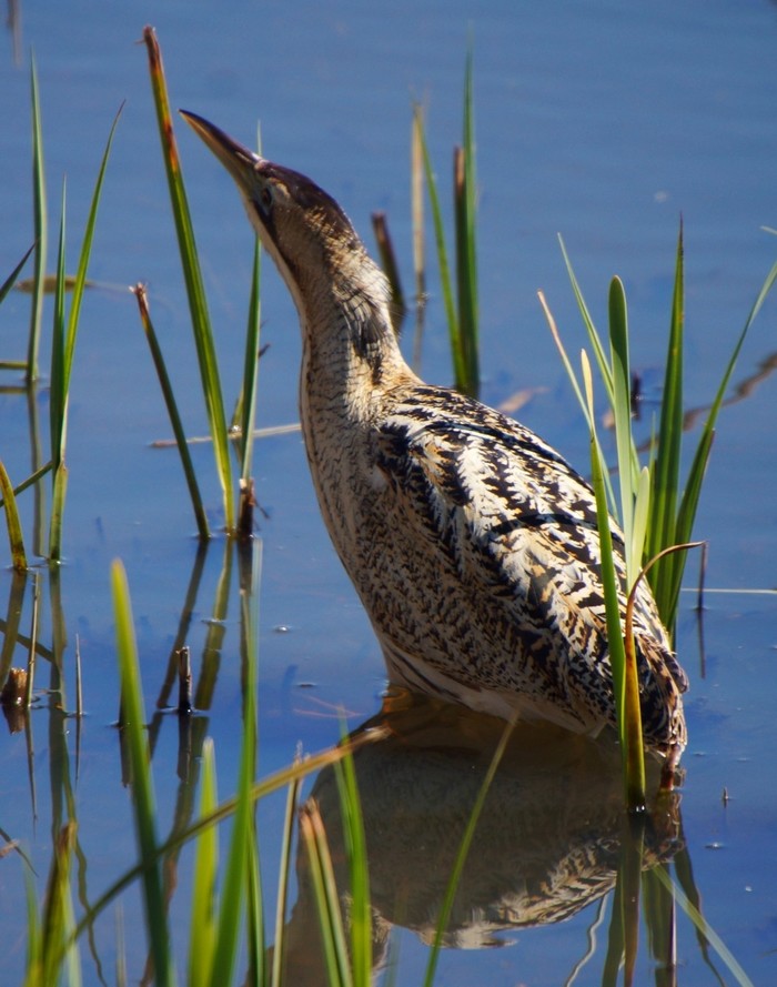 Bittern