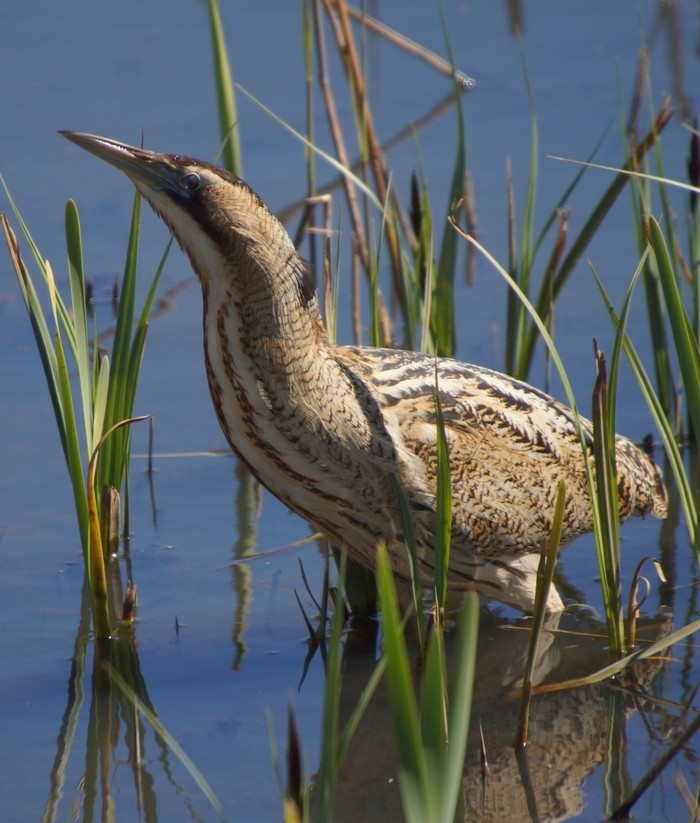 Bittern