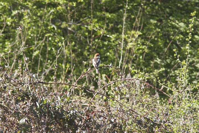 Woodchat Shrike