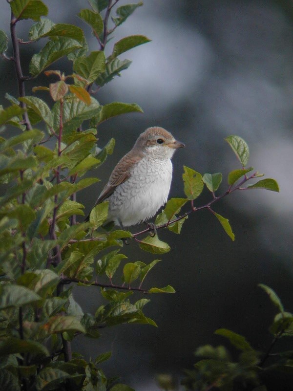 Red-backed Shrike