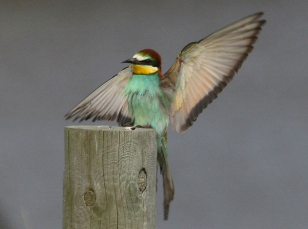 Bee-eater
