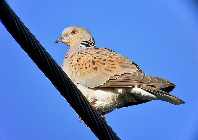 Turtle Dove