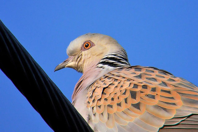 Turtle Dove