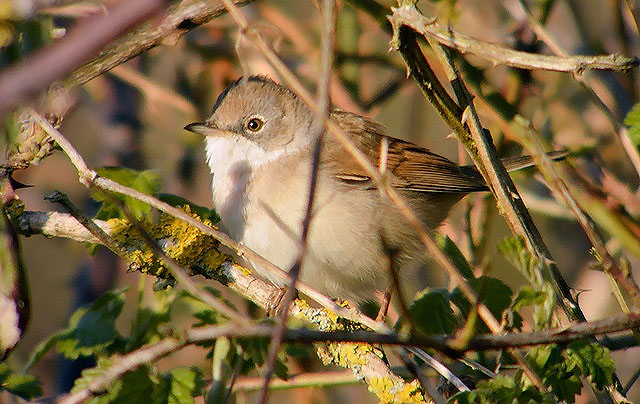 Whitethroat