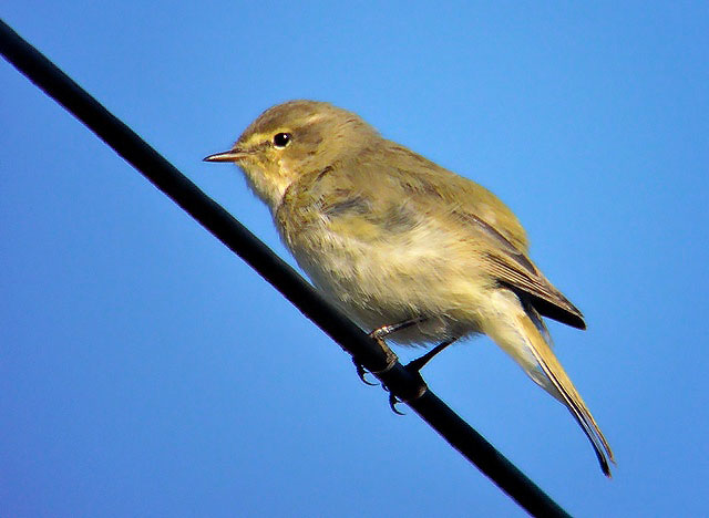 Chiffchaff