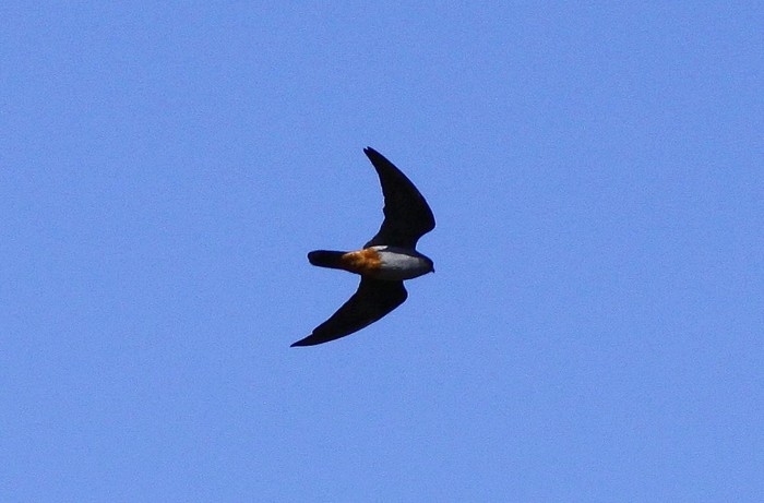 Red-footed Falcon