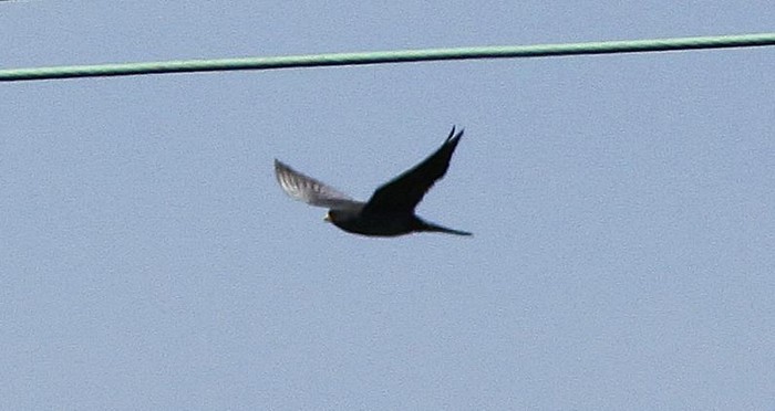 Red-footed Falcon