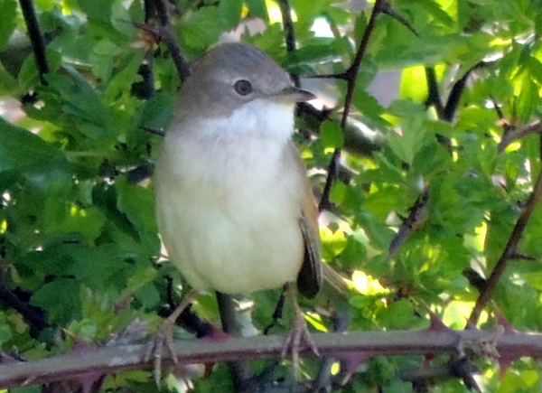 Whitethroat