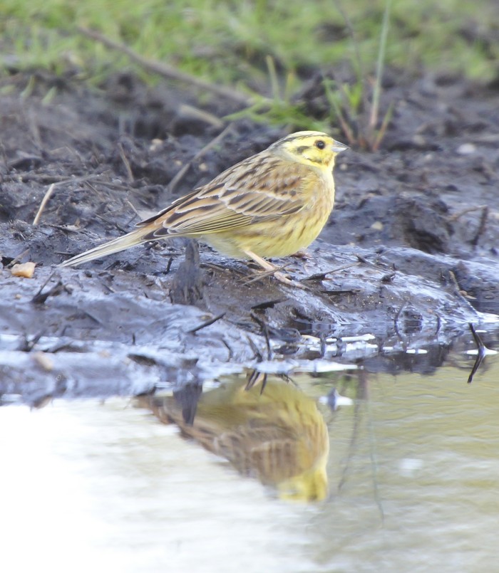 Yellowhammer