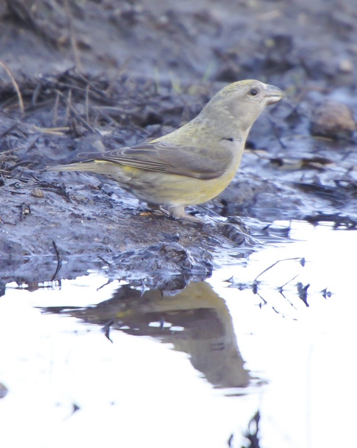 Crossbill