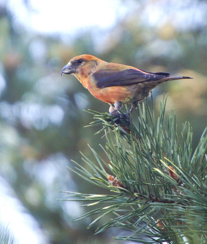Crossbill