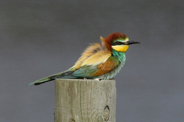Bee-eater