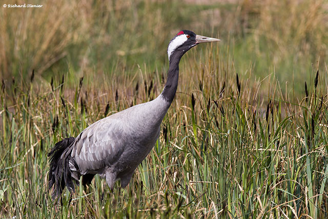 Common Crane