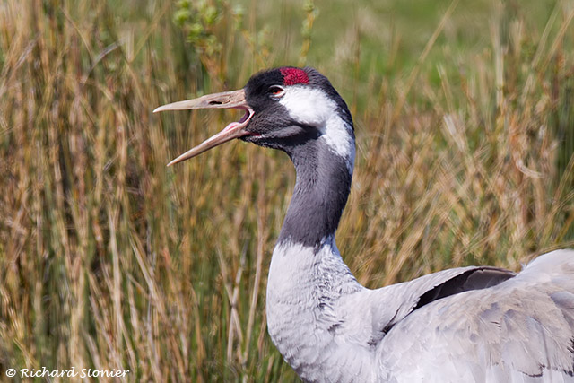 Common Crane