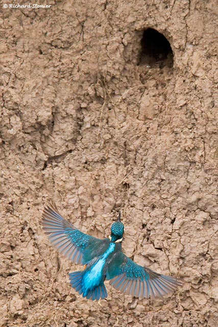 Kingfisher