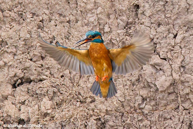 Kingfisher