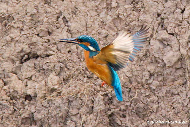 Kingfisher