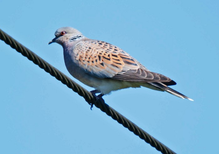 Turtle Dove