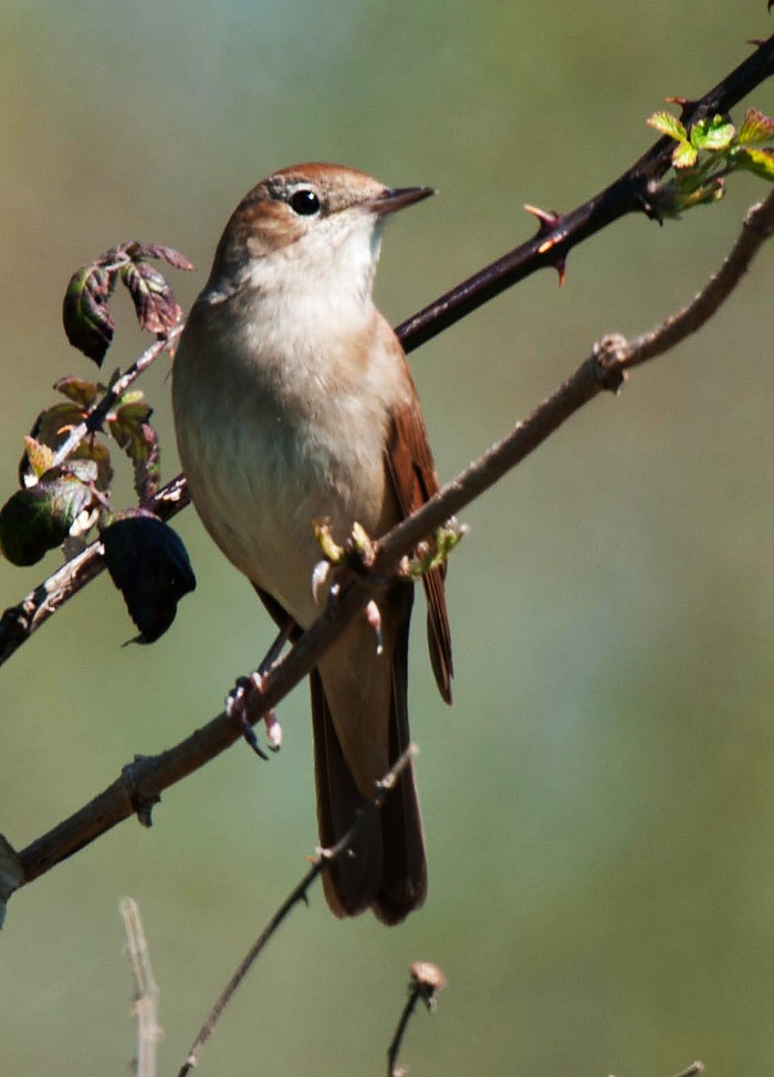 Nightingale