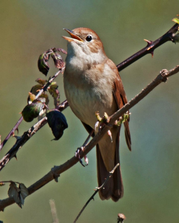 Nightingale