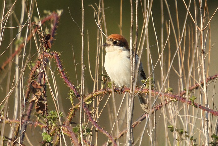 Woodchat Shrike