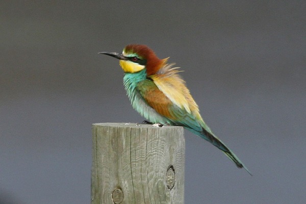 Bee-eater
