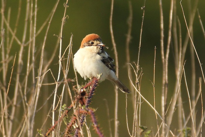 Woodchat Shrike