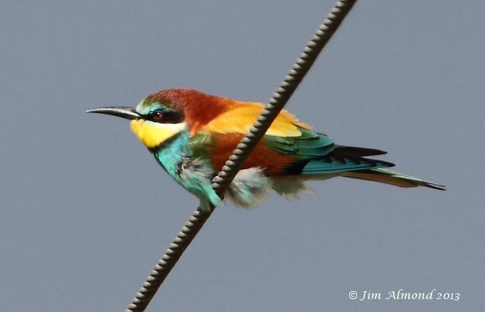 Bee-eater