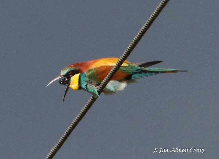 Bee-eater