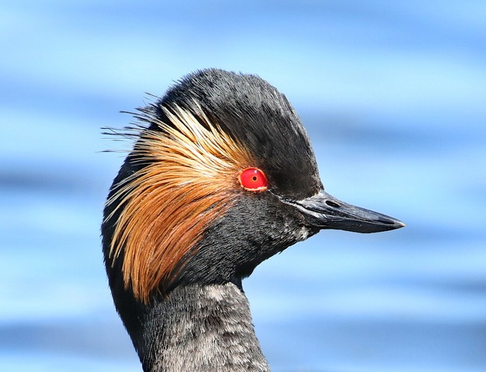 Black-necked Grebe