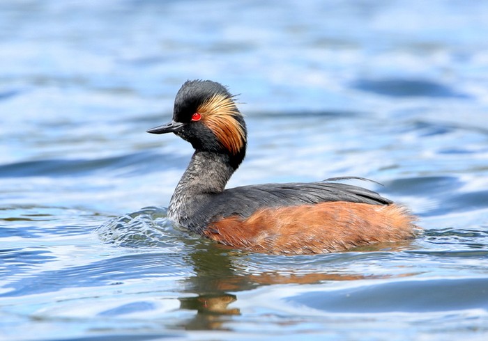 Black-necked Grebe