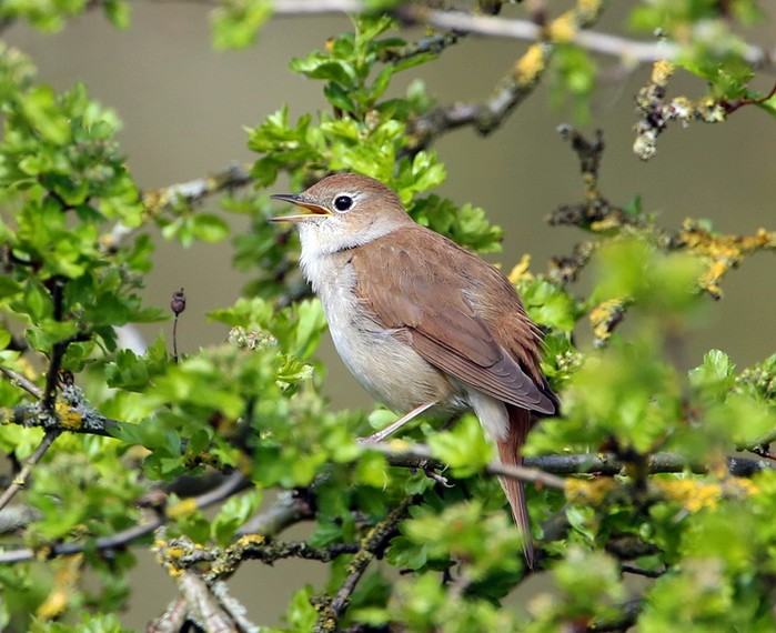 Nightingale
