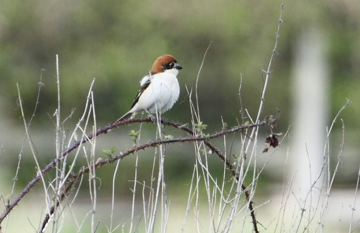 Woodchat Shrike