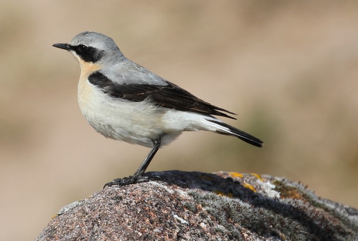 Wheatear