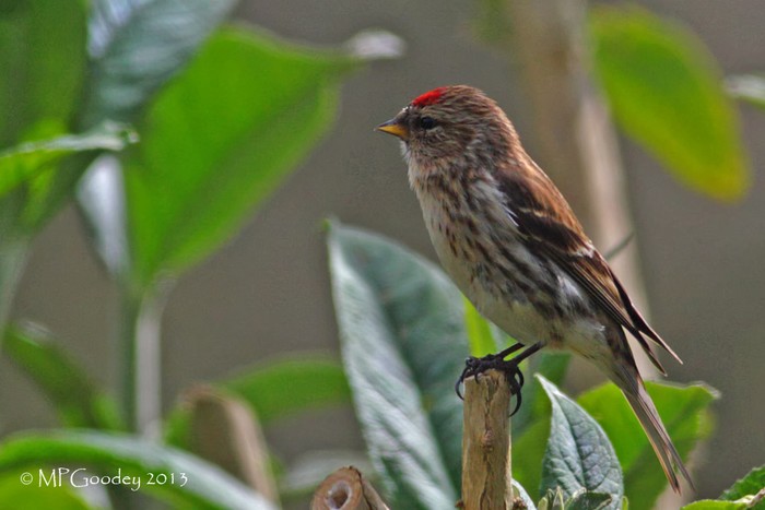 Lesser Redpoll